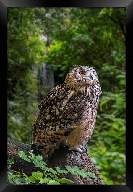 Bengal Eagle Owl Framed Print by Arterra 
