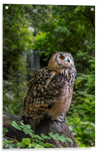 Bengal Eagle Owl Acrylic by Arterra 
