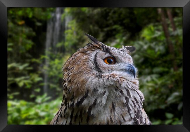 Indian Eagle Owl Framed Print by Arterra 