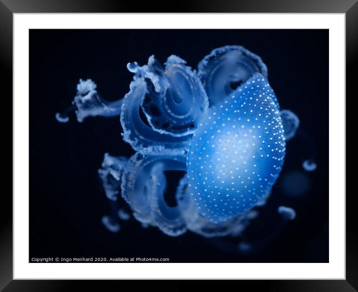 Blue motion jellyfish Framed Mounted Print by Ingo Menhard