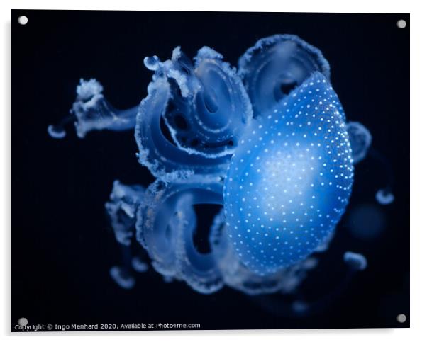Blue motion jellyfish Acrylic by Ingo Menhard