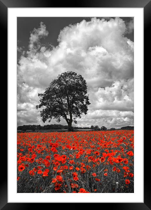 Baslow Poppies Framed Mounted Print by Darren Galpin