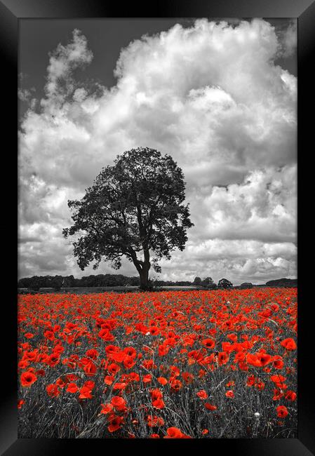 Baslow Poppies Framed Print by Darren Galpin