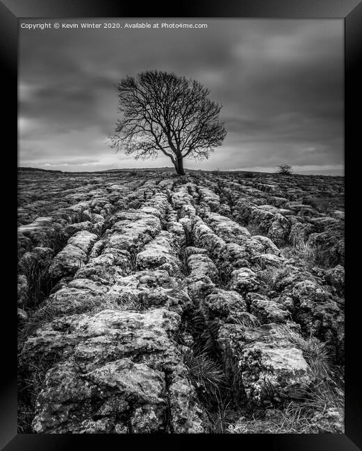 Malham Tree in Black and white Framed Print by Kevin Winter