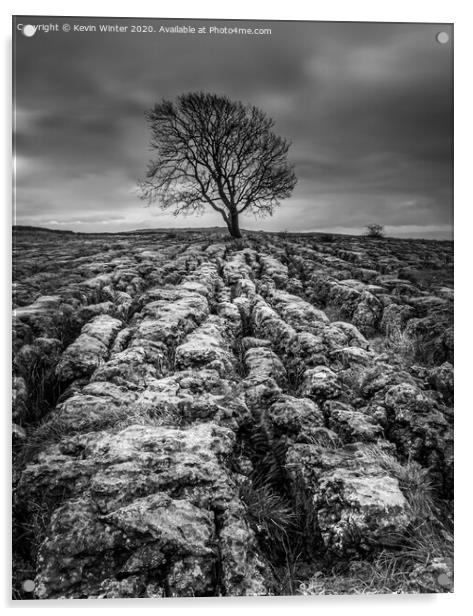 Malham Tree in Black and white Acrylic by Kevin Winter