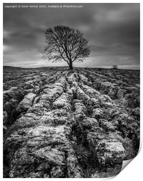 Malham Tree in Black and white Print by Kevin Winter