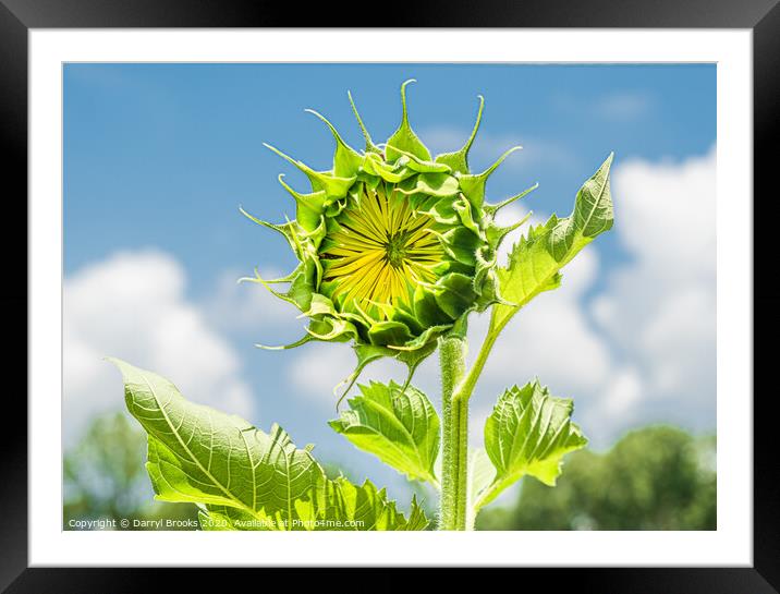 Single New Sunflower Framed Mounted Print by Darryl Brooks