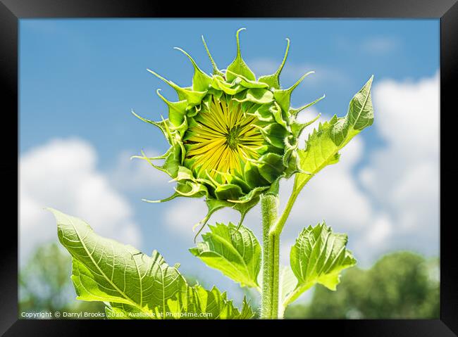 Single New Sunflower Framed Print by Darryl Brooks