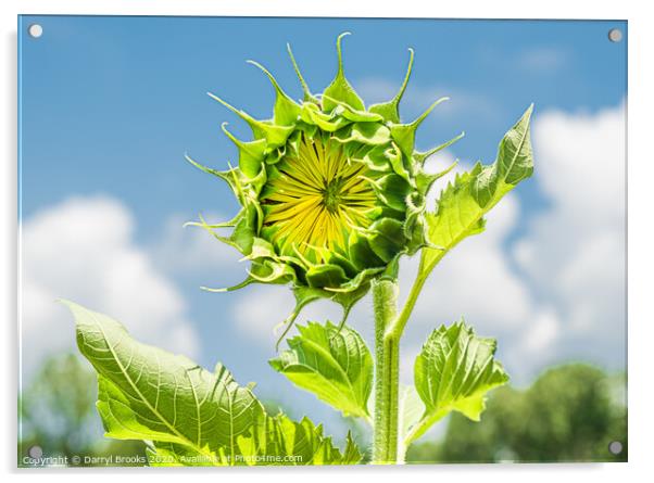 Single New Sunflower Acrylic by Darryl Brooks
