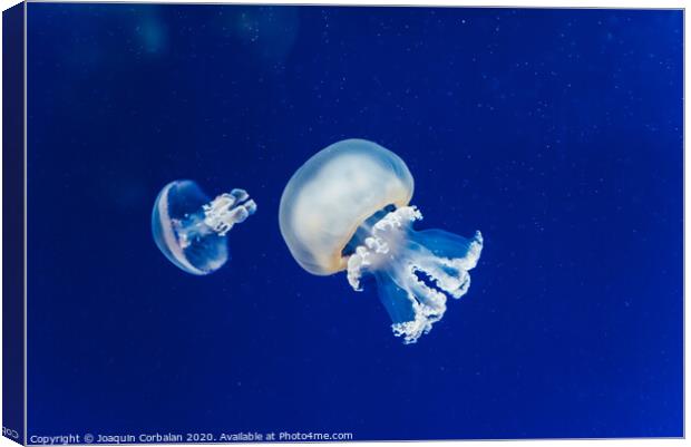 Marine creatures, Medusozoa, jellyfish with jelly-like body and bell shape. Canvas Print by Joaquin Corbalan