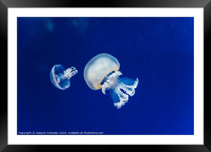 Marine creatures, Medusozoa, jellyfish with jelly-like body and bell shape. Framed Mounted Print by Joaquin Corbalan