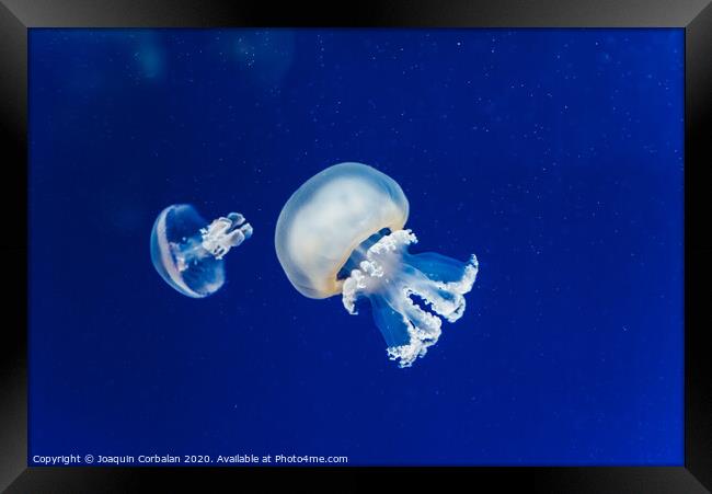 Marine creatures, Medusozoa, jellyfish with jelly-like body and bell shape. Framed Print by Joaquin Corbalan