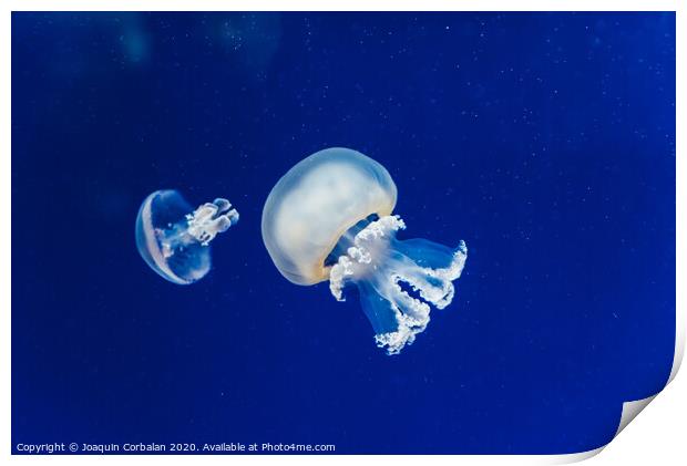 Marine creatures, Medusozoa, jellyfish with jelly-like body and bell shape. Print by Joaquin Corbalan