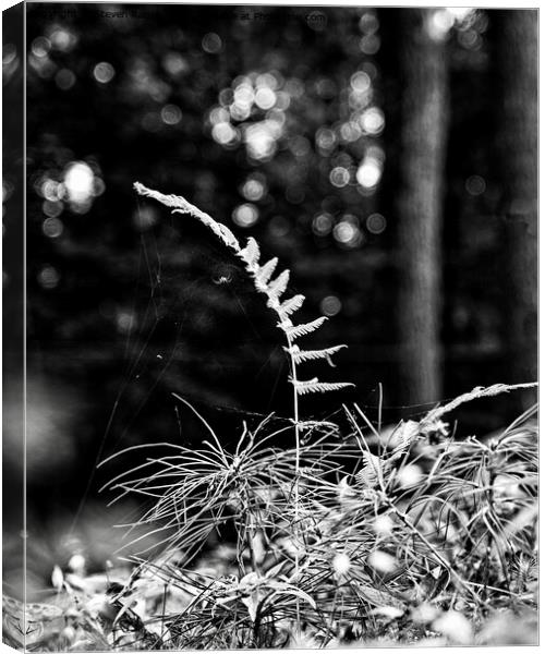 Fern and spider, Norway, Maine Canvas Print by Steven Ralser