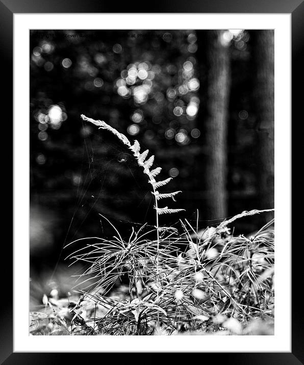Fern and spider, Norway, Maine Framed Mounted Print by Steven Ralser