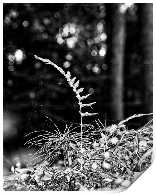 Fern and spider, Norway, Maine Print by Steven Ralser
