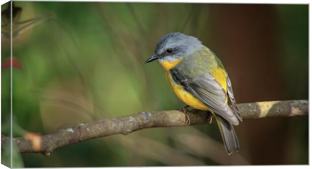 Yellow Robin  Canvas Print by Pete Evans