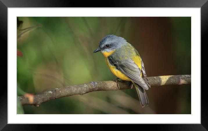 Yellow Robin  Framed Mounted Print by Pete Evans