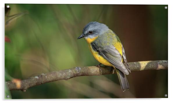 Yellow Robin  Acrylic by Pete Evans
