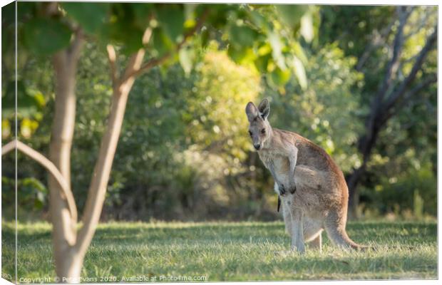 Wild Kangaroo with baby in pouch Canvas Print by Pete Evans