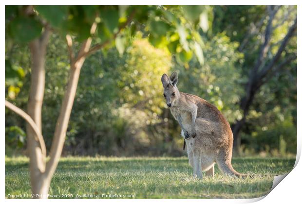 Wild Kangaroo with baby in pouch Print by Pete Evans
