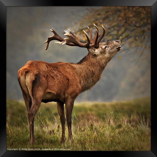 Rutting Stag calling Framed Print by Phillip Dove LRPS