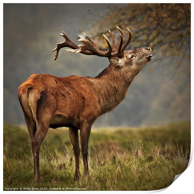 Rutting Stag calling Print by Phillip Dove LRPS