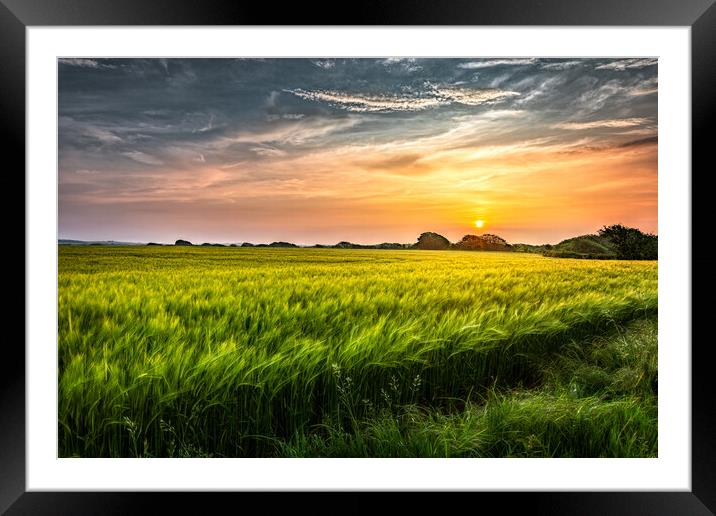 Fields of Gold Framed Mounted Print by Karl McCarthy