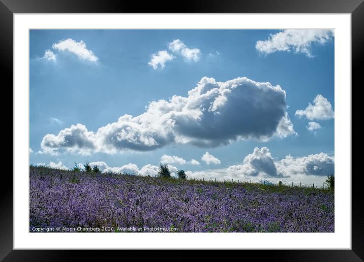 Cloud Over Phacelia Field Framed Mounted Print by Alison Chambers