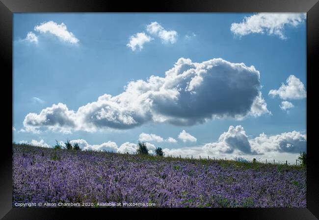 Cloud Over Phacelia Field Framed Print by Alison Chambers