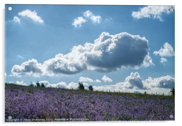 Cloud Over Phacelia Field Acrylic by Alison Chambers