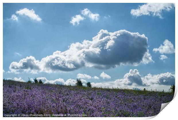 Cloud Over Phacelia Field Print by Alison Chambers