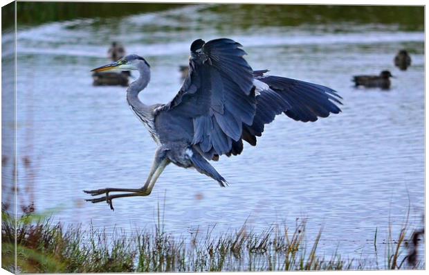 Landing Grey Heron Canvas Print by Allan Durward Photography