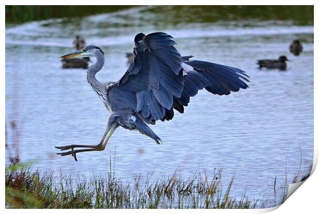 Landing Grey Heron Print by Allan Durward Photography