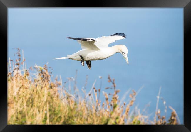 Northern gannet flying above the top of the cliff Framed Print by Jason Wells