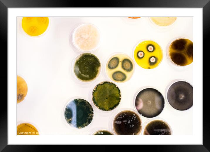 Culture of bacteria in petri dish Framed Mounted Print by Joaquin Corbalan