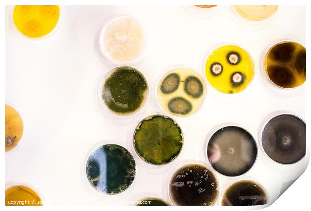Culture of bacteria in petri dish Print by Joaquin Corbalan