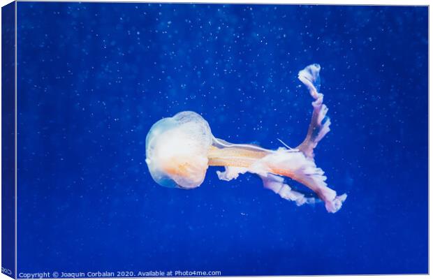 Beautiful translucent white jellyfish floating in the water with blue background, marine concept. Canvas Print by Joaquin Corbalan