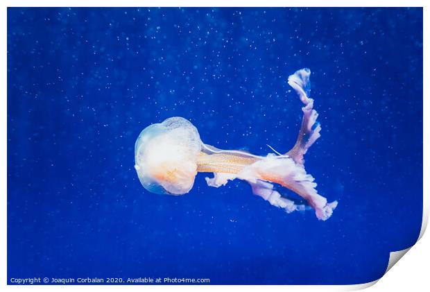 Beautiful translucent white jellyfish floating in the water with blue background, marine concept. Print by Joaquin Corbalan