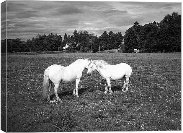 pony love Canvas Print by Ann Callaghan