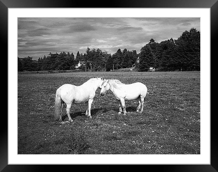 pony love Framed Mounted Print by Ann Callaghan