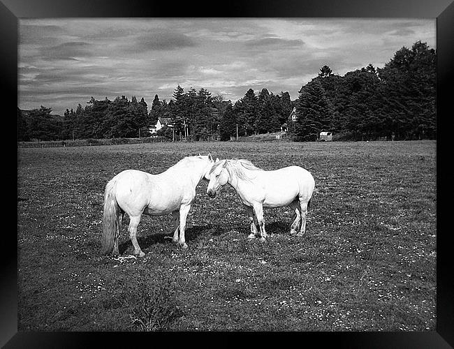 pony love Framed Print by Ann Callaghan