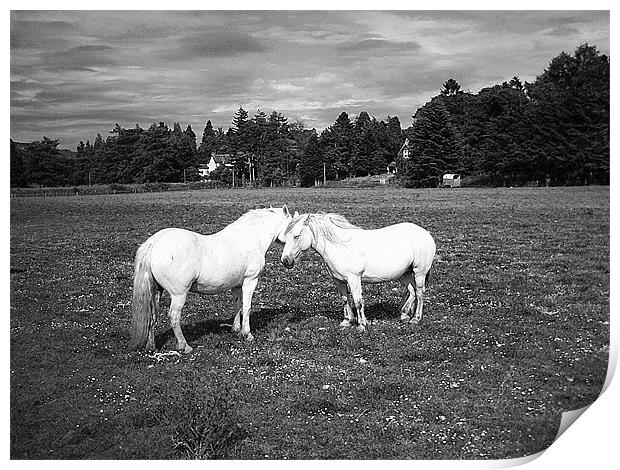 pony love Print by Ann Callaghan