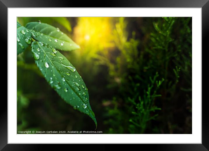 Background with green leaves and detail of dew drops at sunset with copy space. Framed Mounted Print by Joaquin Corbalan