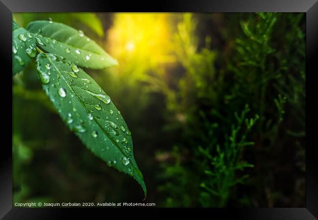Background with green leaves and detail of dew drops at sunset with copy space. Framed Print by Joaquin Corbalan