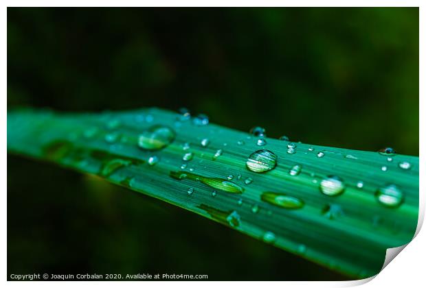 Leaves moistened with raindrops in a garden in the morning, background with negative space. Print by Joaquin Corbalan