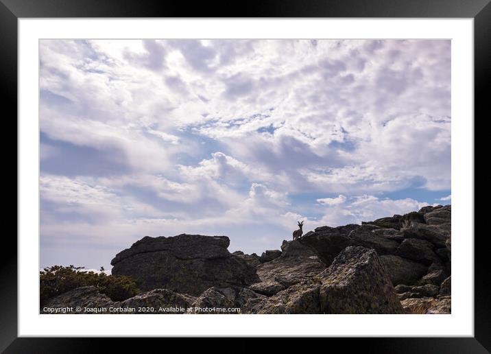 Goat silhouette, ibex pyrenaica, on top of a rocky cliff. Framed Mounted Print by Joaquin Corbalan