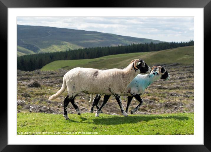 Sheep on a mission  Framed Mounted Print by Rob Hawkins