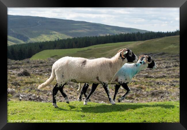 Sheep on a mission  Framed Print by Rob Hawkins