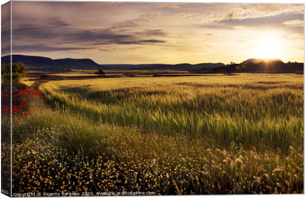 Cereal field at sunset Canvas Print by Vicente Sargues